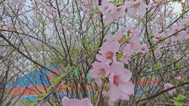 【绥芬河想不到的美】春意渐浓,街头花卉竞相绽放